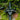 buy Alumasc cast iron gutter online Buildstore